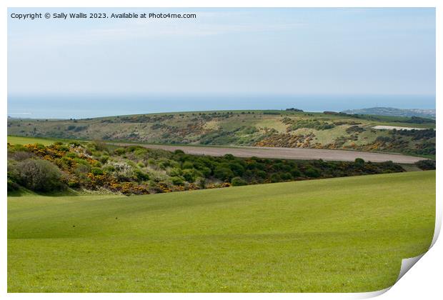 Gorse on South Downs Print by Sally Wallis