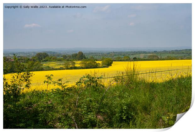 Rapeseed on South Downs Print by Sally Wallis