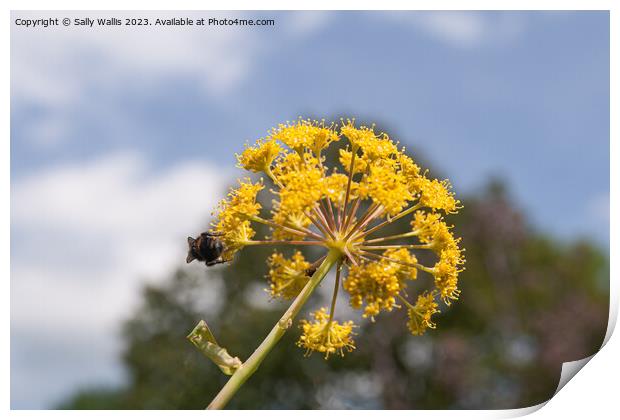 Bee on Allium Print by Sally Wallis