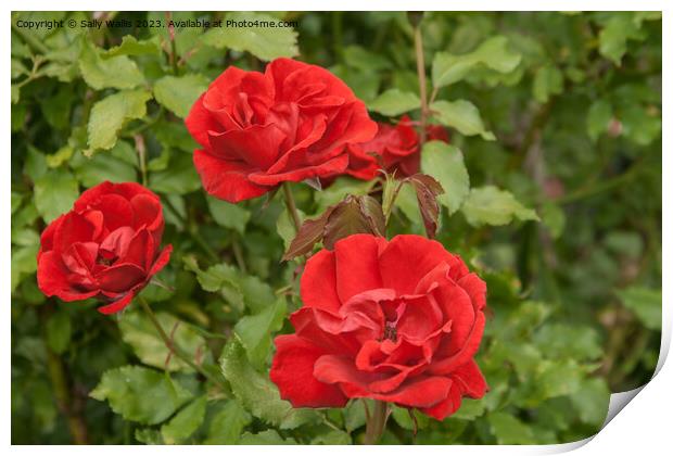 Three red roses Print by Sally Wallis