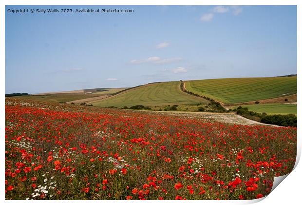 Poppies on South Downs Print by Sally Wallis