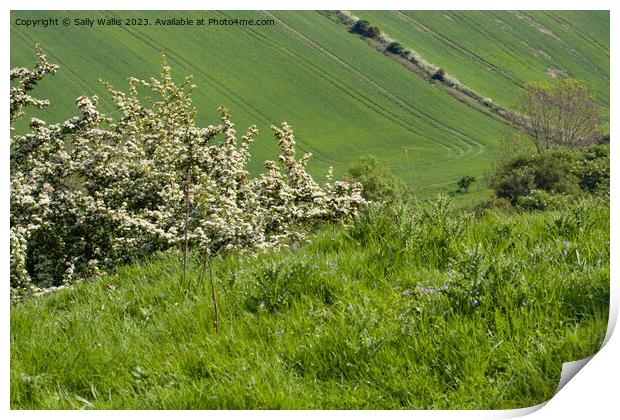 Hawthorn on South Downs Print by Sally Wallis