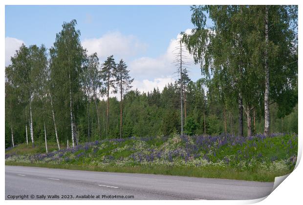 Lupins Along Highway Print by Sally Wallis