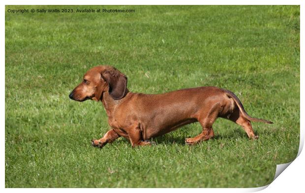 Smooth-Haired Dachshund Print by Sally Wallis