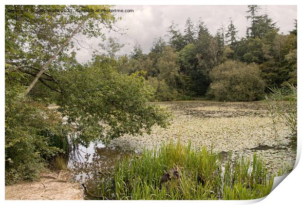 Abbots Wood Carp Pond Print by Sally Wallis