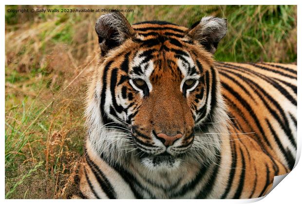 Bengal Tiger portrait Print by Sally Wallis