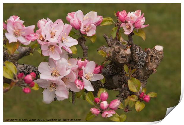 Apple Blossom on Pruned Branch Print by Sally Wallis