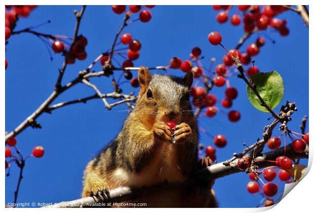 A Red Fox Tail squirrel on a branch eating red ber Print by Robert Brozek