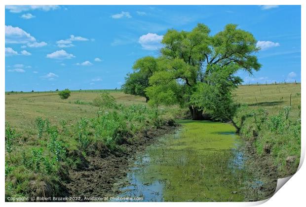 Plant tree in a field with water and blue sky Print by Robert Brozek