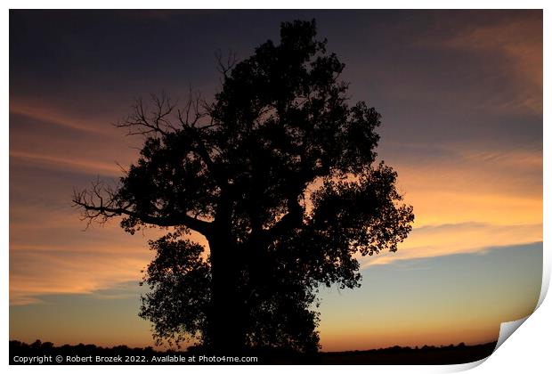 Plant tree in a field with sunset and sky Print by Robert Brozek
