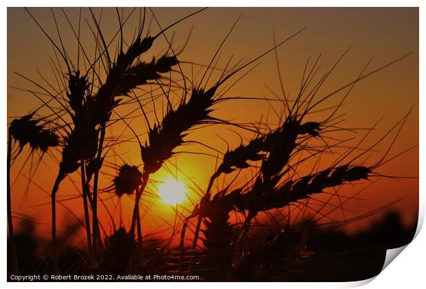 Sky with Sunset and Wheat silhouette Print by Robert Brozek