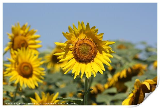 Sunflower in a field with blue sky Print by Robert Brozek
