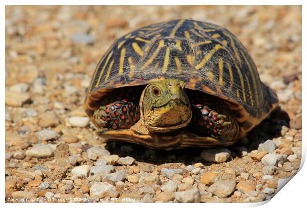 Box Shell Turtle on a sand road Print by Robert Brozek