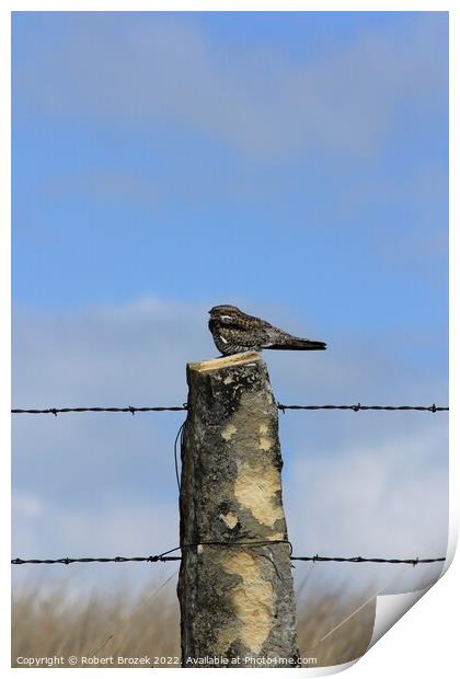 Night Hawk on a stone post with sky Print by Robert Brozek