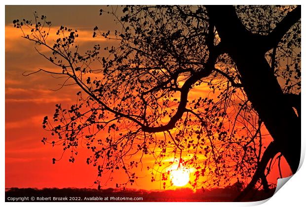 A tree with a sunset in the background with a colorful sky Print by Robert Brozek