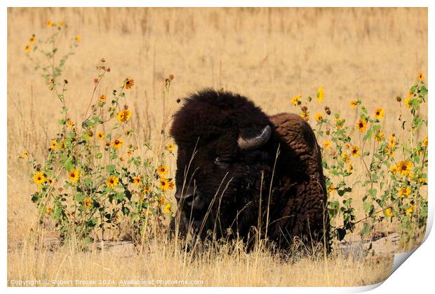 Bull Buffalo with grass and Sunflowers outdoors Print by Robert Brozek