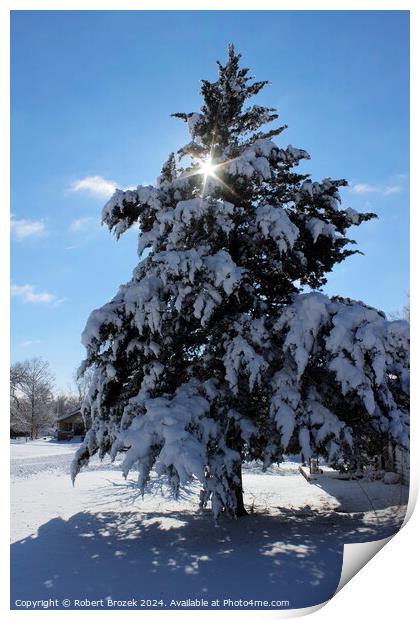 Evergreen Tree with Snow in the Winter Print by Robert Brozek