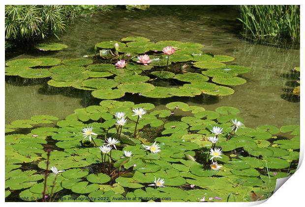 Water Lily Flowers Print by Aura9 Design Photography