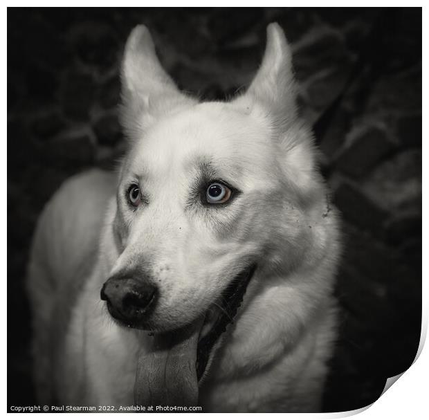 A white coated dog with beautiful eyes taken in Fakenham Norfolk UK Print by Paul Stearman