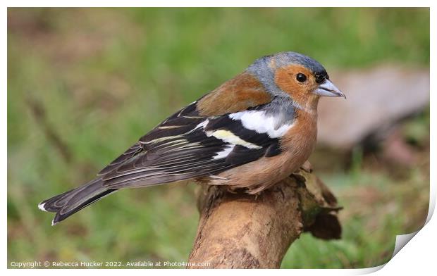 Male Chaffinch on a branch Print by Rebecca Hucker