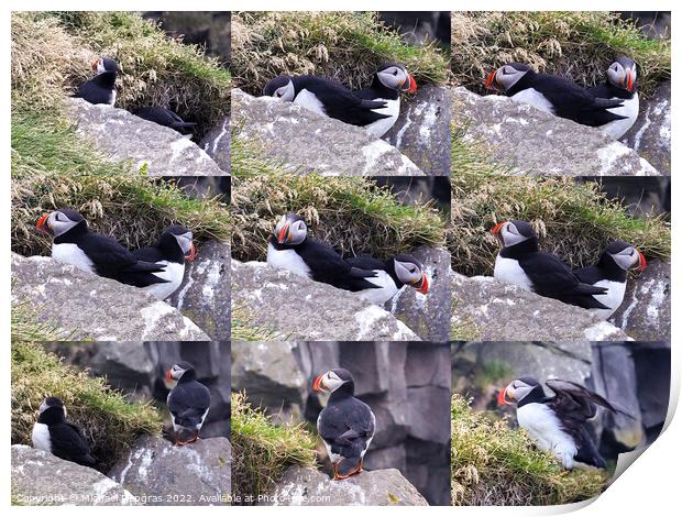 Collage of several icelandic puffin birds in a close up with red Print by Michael Piepgras