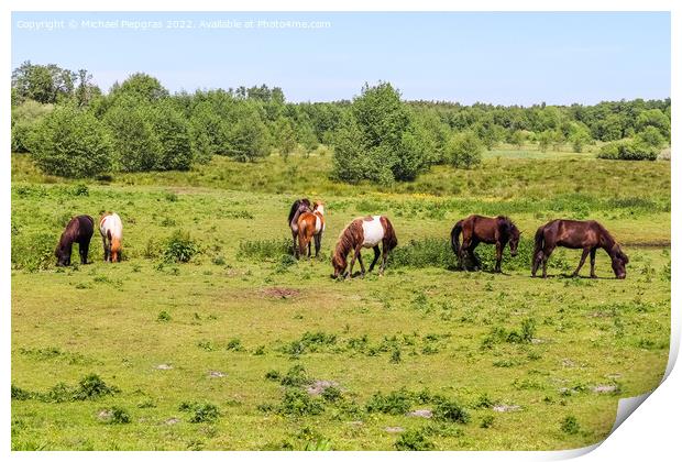 Beautiful panorama of grazing horses on a green meadow during sp Print by Michael Piepgras