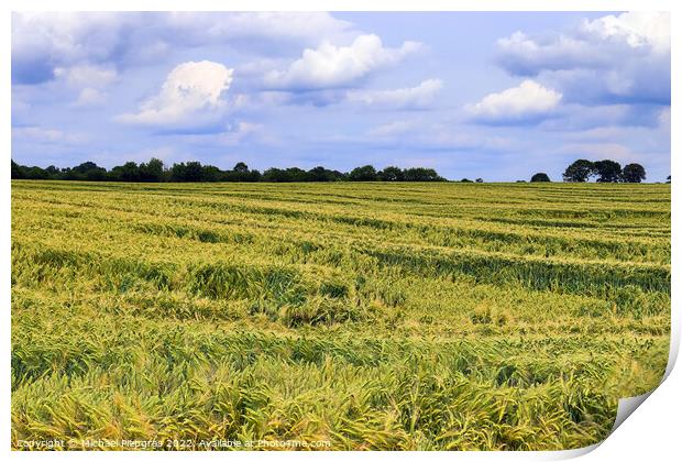 Summer view on agricultural crop and wheat fields ready for harv Print by Michael Piepgras