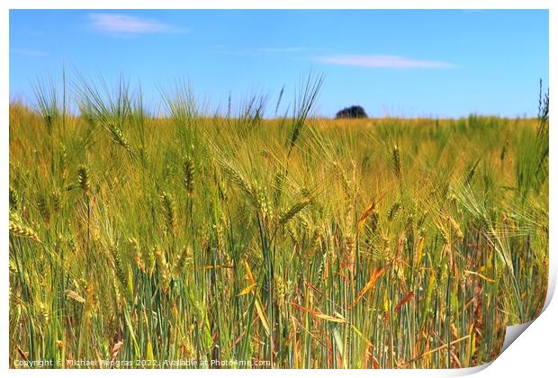 Summer view on agricultural crop and wheat fields ready for harv Print by Michael Piepgras