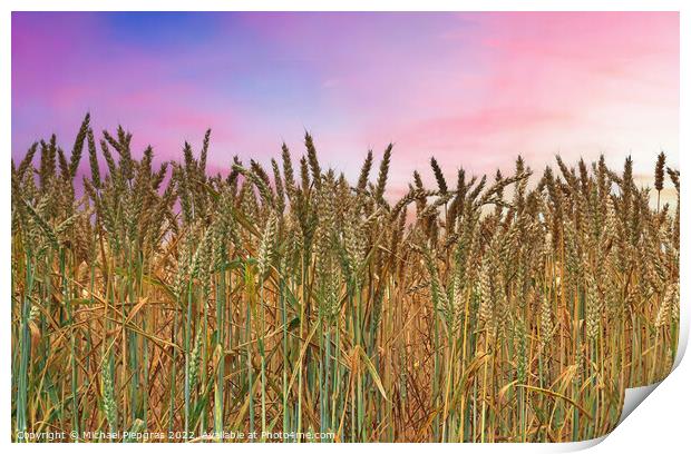 Summer view on agricultural crop and wheat fields ready for harv Print by Michael Piepgras