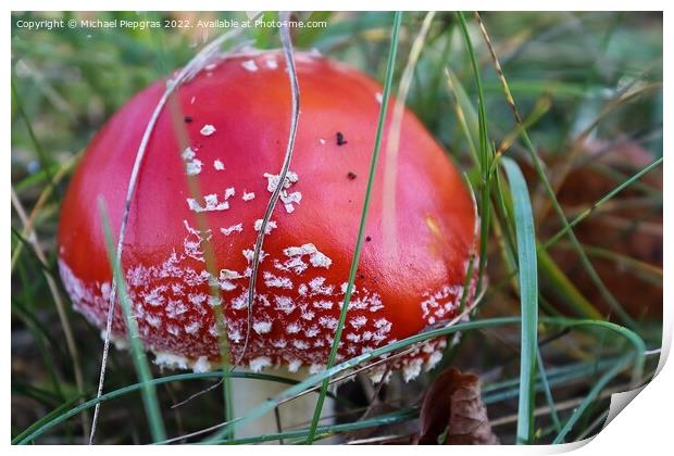 Red poisonous mushroom Amanita muscaria known as the fly agaric  Print by Michael Piepgras