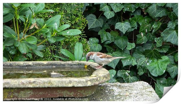 Close up on a cute little sparrow bathing and having fun in a bi Print by Michael Piepgras