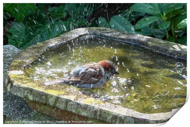 Close up on a cute little sparrow bathing and having fun in a bi Print by Michael Piepgras
