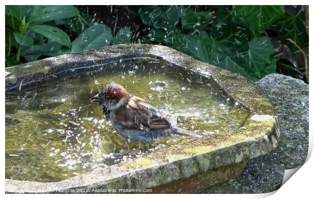 Close up on a cute little sparrow bathing and having fun in a bi Print by Michael Piepgras