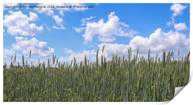 Beautiful panorama of agricultural crop and wheat fields on a su Print by Michael Piepgras