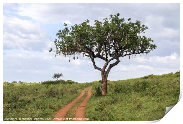 A beautiful sausage tree Kigelia africana in the savannah of Ken Print by Michael Piepgras