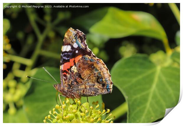 Red Admiral butterfly. Vanessa atalanta sitting on a blooming iv Print by Michael Piepgras