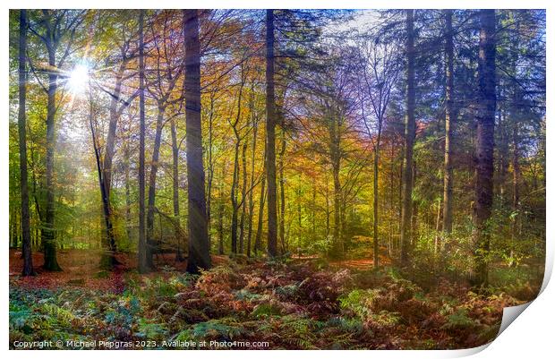 View into a vibrant and colorful autumn forest with fall foliage Print by Michael Piepgras