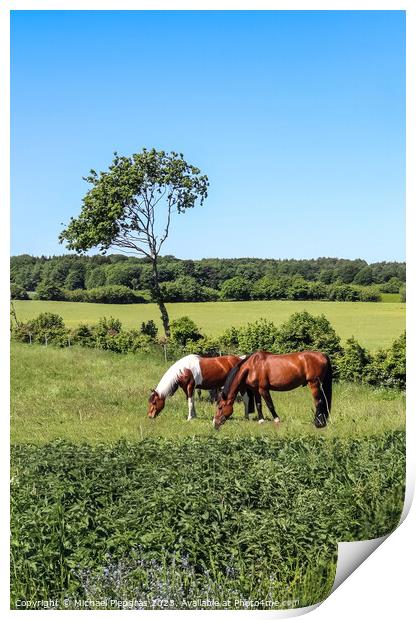 Beautiful panorama of grazing horses on a green meadow during springtime Print by Michael Piepgras