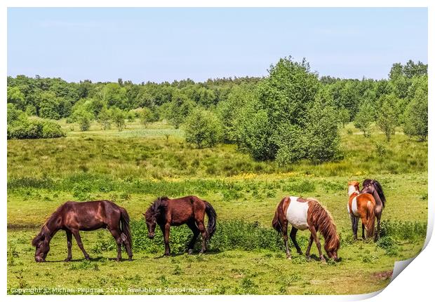 Beautiful panorama of grazing horses on a green meadow during springtime Print by Michael Piepgras