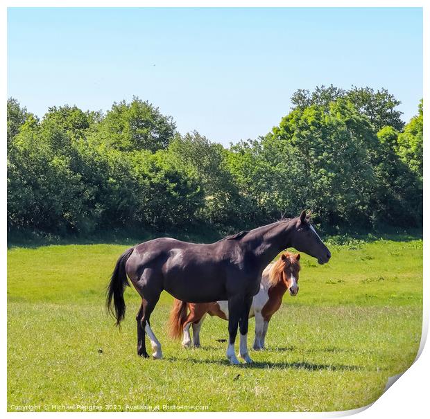 Beautiful panorama of grazing horses on a green meadow during springtime Print by Michael Piepgras