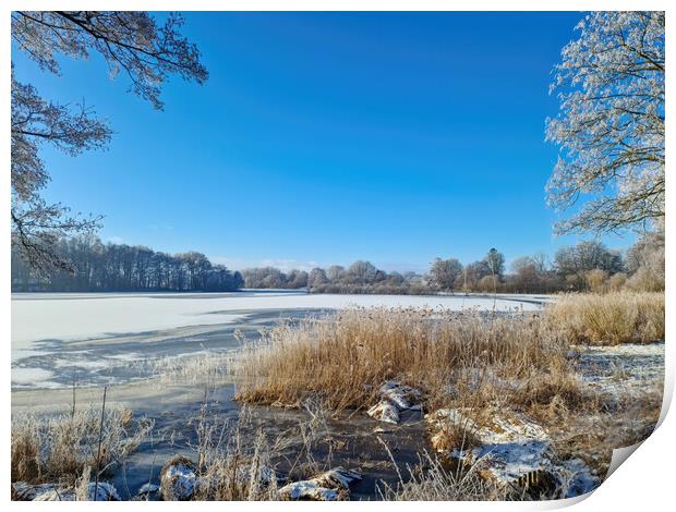 A snow covered frozen lake with icy reeds in the sunshine in the Print by Michael Piepgras