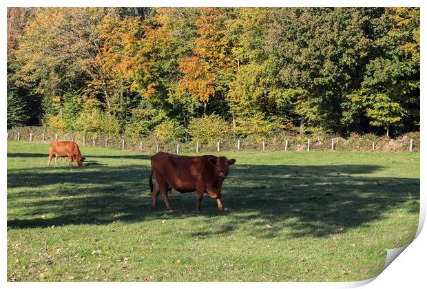 Brown cows grazing on green meadow against autumn forest backgro Print by Michael Piepgras