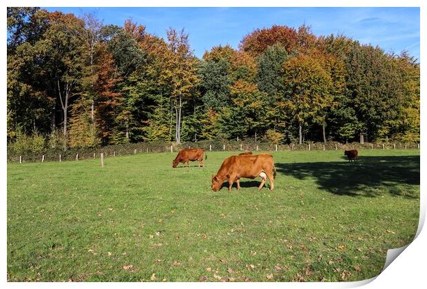 Brown cows grazing on green meadow against autumn forest backgro Print by Michael Piepgras