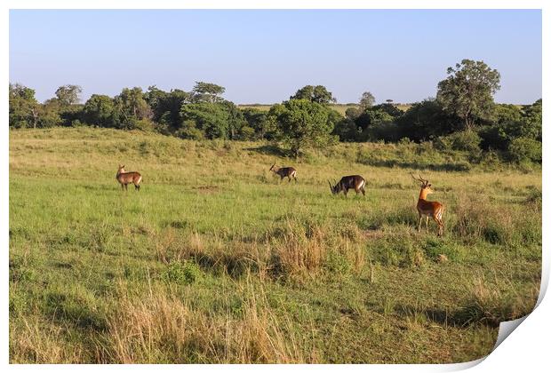 Gazelles in the green Savannah of Africa. Print by Michael Piepgras