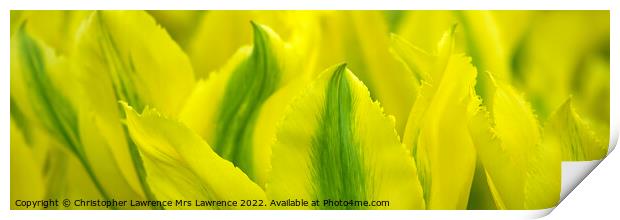 Yellow Tulip Panorama Print by Christopher Lawrence Mrs Lawrence