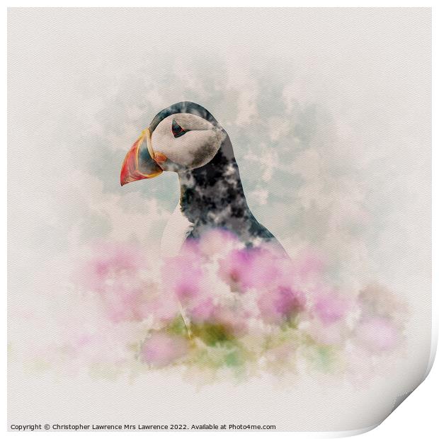 Puffin among Sea Thrift Print by Christopher Lawrence Mrs Lawrence