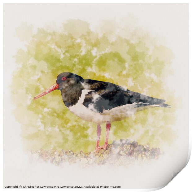 Oystercatcher standing on Rock Print by Christopher Lawrence Mrs Lawrence