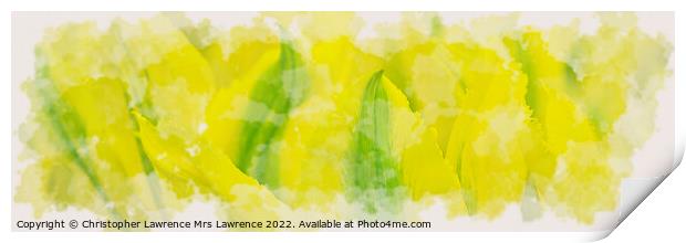 Yellow Tulip Panorama Print by Christopher Lawrence Mrs Lawrence
