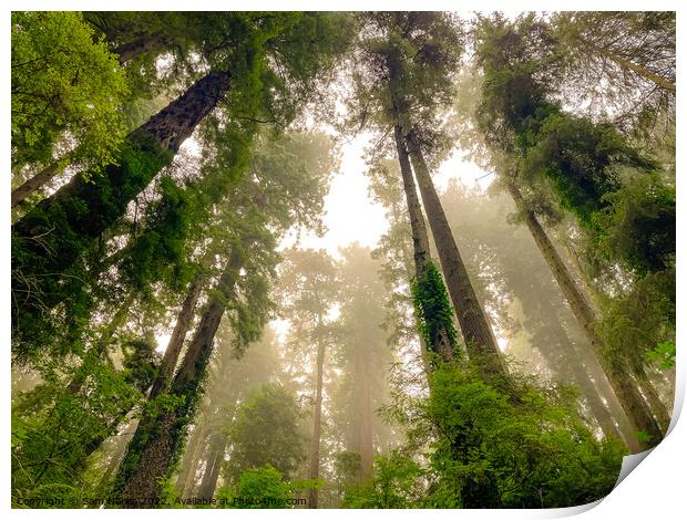 Foggy Redwoods Print by Sam Norris