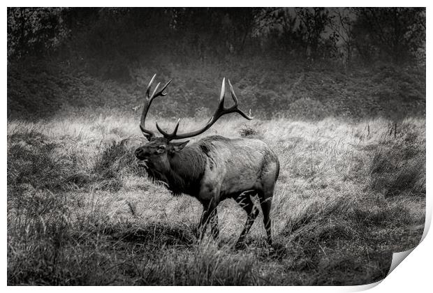 Rosevelt Elk Bugling  Print by Sam Norris